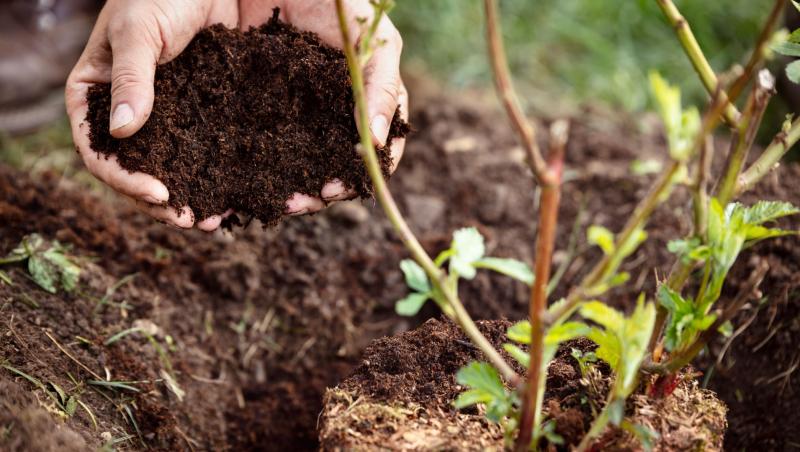 Îngrijirea unui trandafir, adăugare ingredien natural la rădăcină