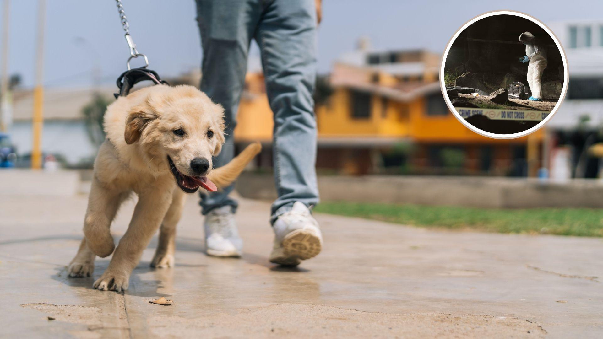 Un câine la plimbare și o bulină cu polițiștii care au găsit o crimă