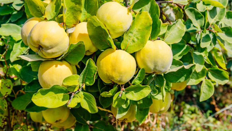 Fructul care se vinde pe bani grei. Un român a dat lovitura în afaceri