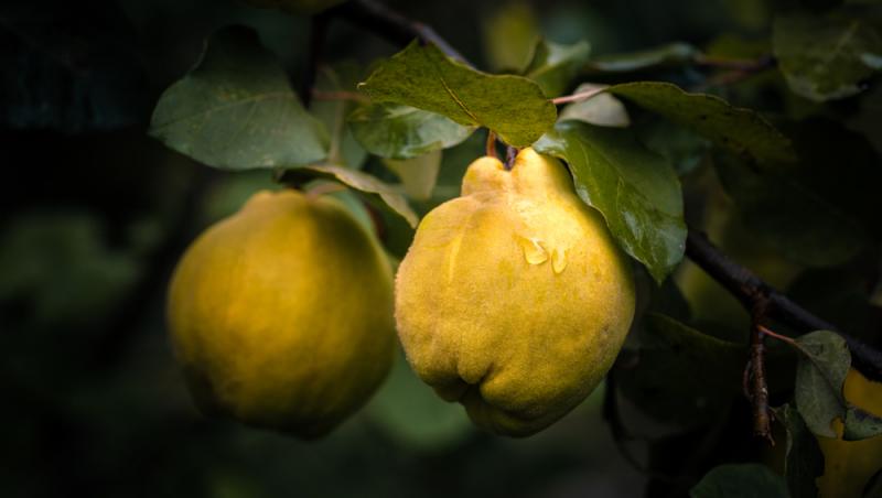 Fructul care se vinde pe bani grei. Un român a dat lovitura în afaceri