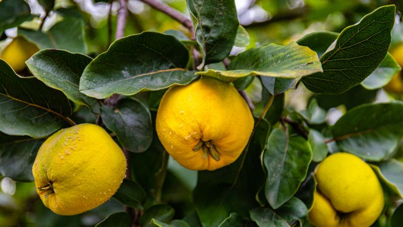 Fructul care se vinde pe bani grei. Un român a dat lovitura în afaceri