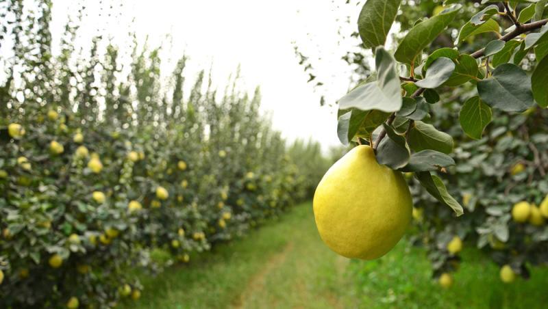 Fructul care se vinde pe bani grei. Un român a dat lovitura în afaceri