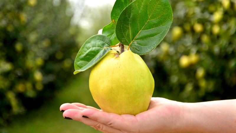 Fructul care se vinde pe bani grei. Un român a dat lovitura în afaceri