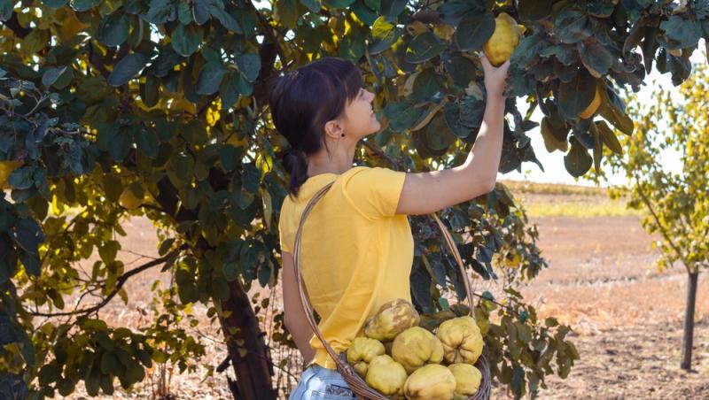 Fructul care se vinde pe bani grei. Un român a dat lovitura în afaceri