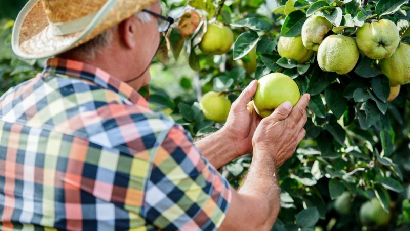 Fructul care se vinde pe bani grei. Un român a dat lovitura în afaceri