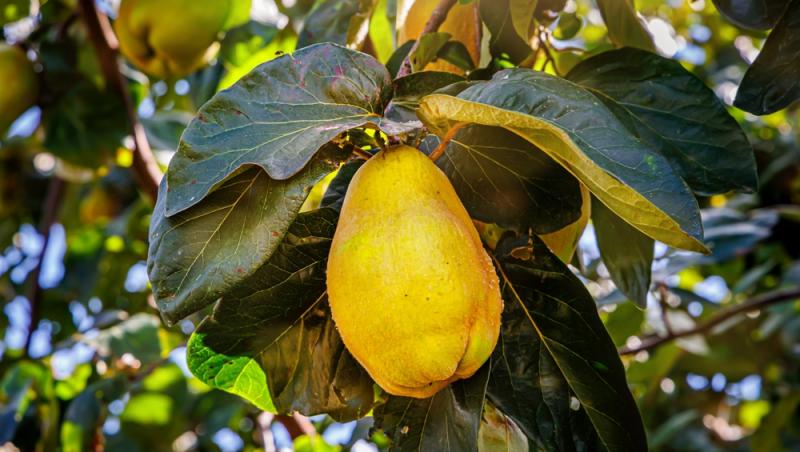 Fructul care se vinde pe bani grei. Un român a dat lovitura în afaceri