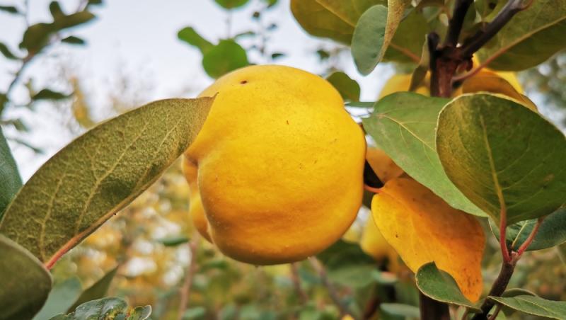 Fructul care se vinde pe bani grei. Un român a dat lovitura în afaceri