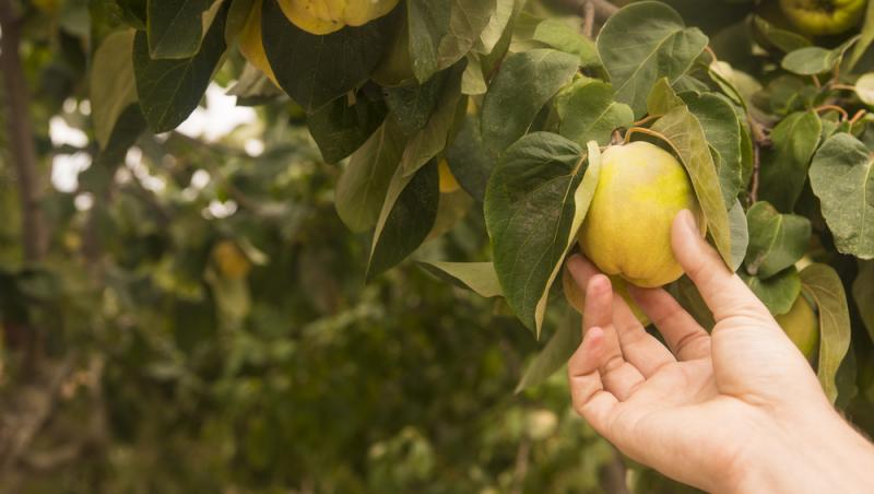 Fructul care se vinde pe bani grei. Un român a dat lovitura în afaceri