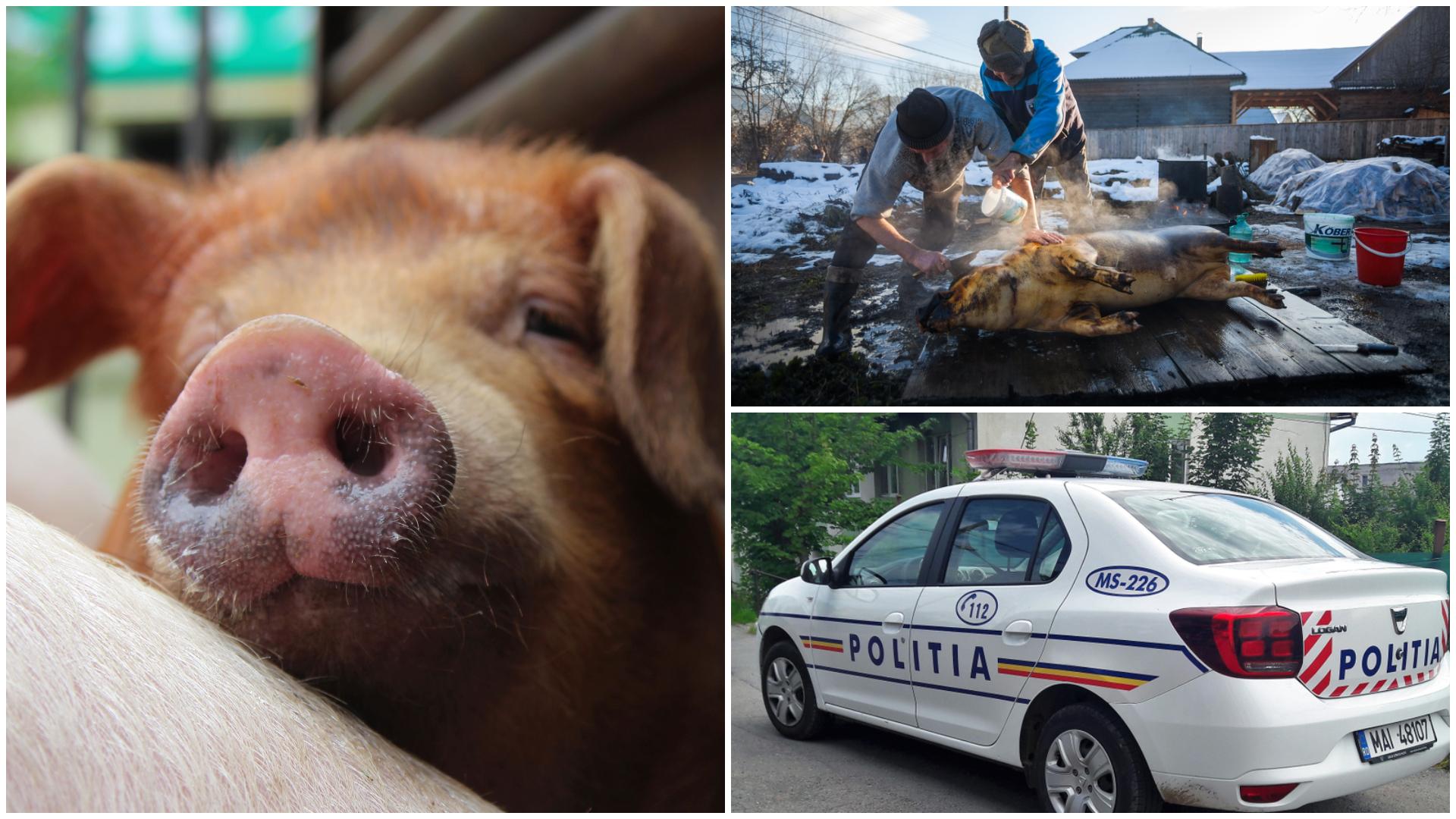 Porci pentru sacrificare și o mașină de poliție
