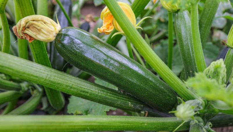 Un preparat poate lua locul cartofilor pe masa de Revelion. Garnitura are puține calorii și este delicioasă