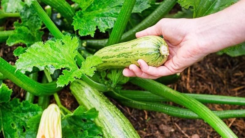 Un preparat poate lua locul cartofilor pe masa de Revelion. Garnitura are puține calorii și este delicioasă