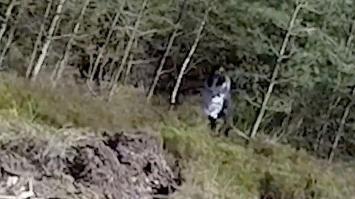 Fantoma faimoasei „fete cu ochi negri”, „capturată” de o dronă care urmărea excursioniști în pădure. Ce este, de fapt