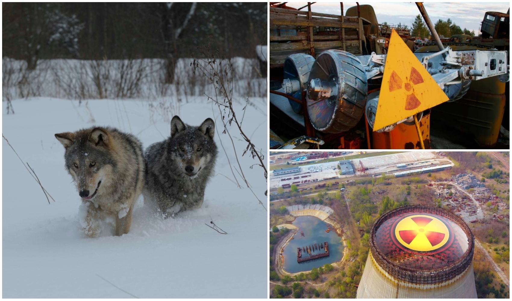 Ce au descoperit oamenii de știință la lupii cenușii de la Cernobîl. Detaliul ce îi poate ajuta pe oameni în viitor
