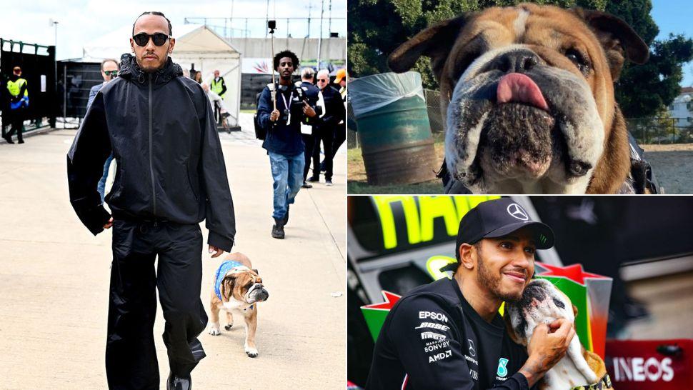 colaj Lewis Hamilton și Roscoe surprinși de paparazzi