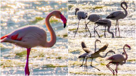Flamingo în România! Păsările au fost surprinse pe Lacul Techirghiol