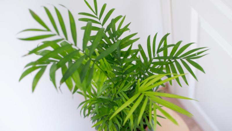 Planta care te ajută să scapi de umiditatea din casă. Cum arată floarea care te poate scăpa de probleme