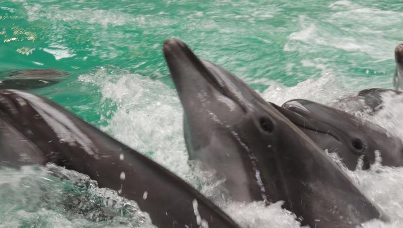 VIDEO | Primele imagini cu Baby, puiul de delfin născut de Chen Chen la Delfinariul din Constanța! Este o premieră pentru România