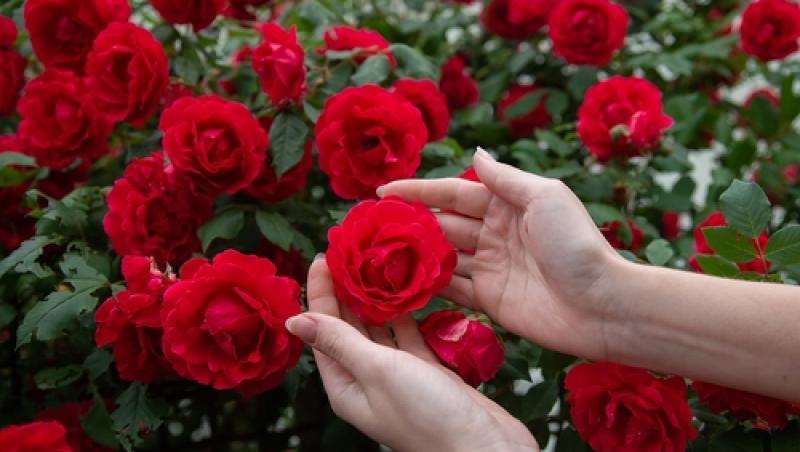 Trandafirii au nevoie de îngrijire în luna martie! Ce se pune la rădăcină pentru flori frumoase și bogate