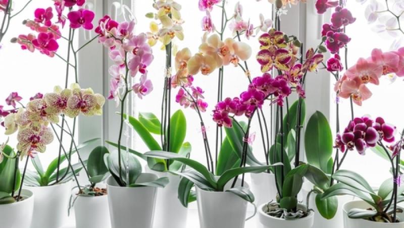 Ce să faci pentru ca orhideea ta să reziste exact ca la florărie. Secretul pentru a înflori de mai multe ori pe an