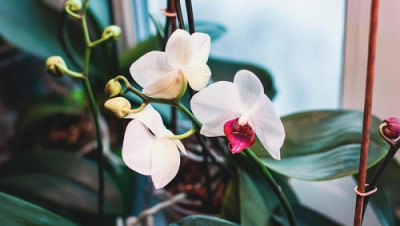 Ce să faci pentru ca orhideea ta să reziste exact ca la florărie. Secretul pentru a înflori de mai multe ori pe an
