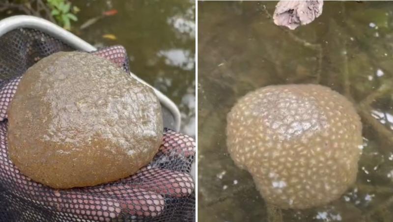 Localnicii din Oklahoma au rămas uimiți când au descoperit această creatură bizară în apele unui lac.