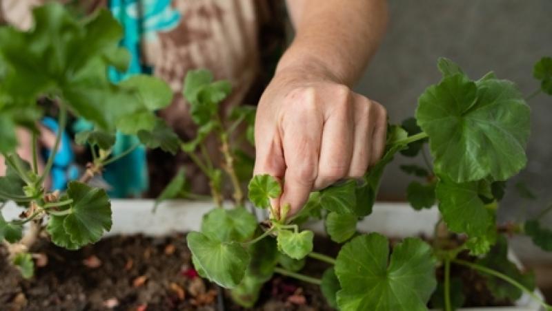 Secrete pentru plantarea și îngrijirea mușcatelor. Cum să ai flori frumoase și sănătoase
