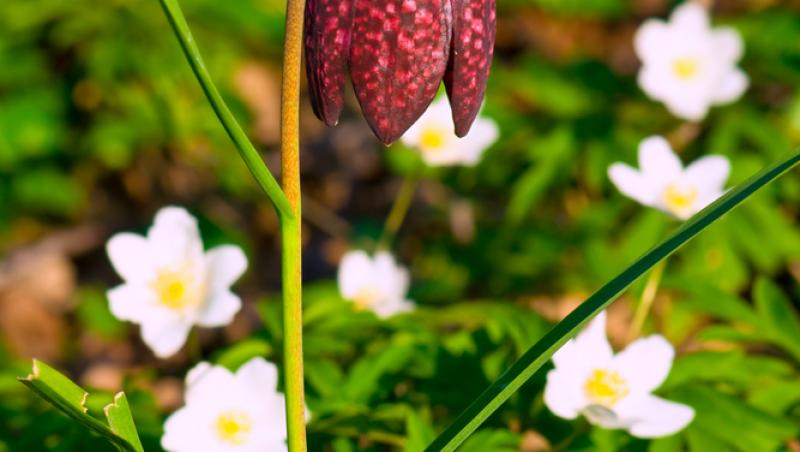 Floare rară, declarată monument al naturii, a apărut în România. Dacă o rupi, riști amenzi usturătoare
