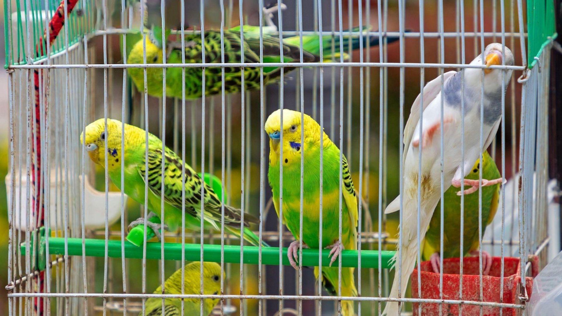 Ce este „boala papagalului” care se răspândește la om în Europa. Avertismentul Organizației Mondiale a Sănătății