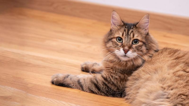 O femeie a adoptat o pisică, dar când a adus animalul acasă și s-a uitat mai atent la el a făcut o descoperire neașteptată