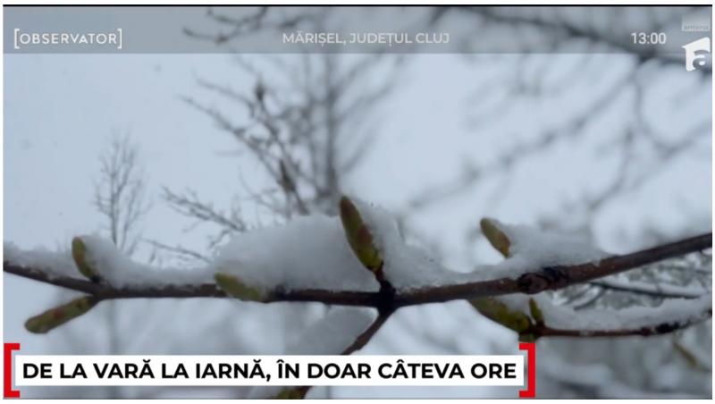 A nins în România! Imagini cu florile de aprilie acoperite de stratul de omăt: „Iarna nu se lasă dusă din peisaj”