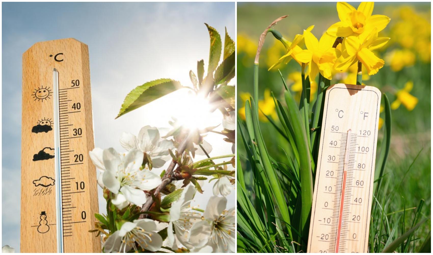 colaj foto cu termometru pentru prognoza meteo si flori de primavara