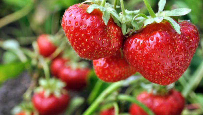 Ce se pune la rădăcina căpșunilor pentru a se coace mai repede! Secretul gospodarilor este simplu și se aplică de 3 ori pe an