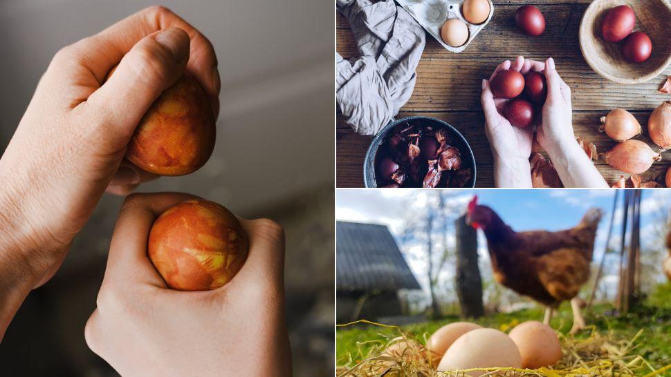colaj două mâini care țin câte un ou roșu și ciocnesc,mâini care țin coși de ceapă cu care s-au înroșit ouăle, ouă în cuibar și o găină pe fundal