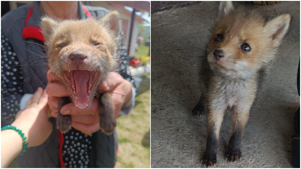 Imaginile cu puiul de vulpe care i-a înduioșat pe internauți! Micuțul a fost salvat de un tânăr care a cerut ajutorul pe Facebook