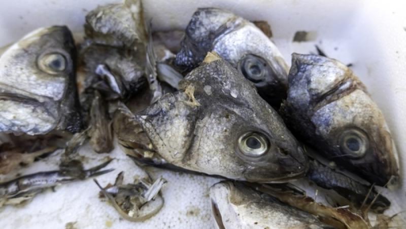 ANPC a retras de la vânzare peste o tonă de pește! Pescăriile îi expun pe cetățeni la un risc ridicat de deces