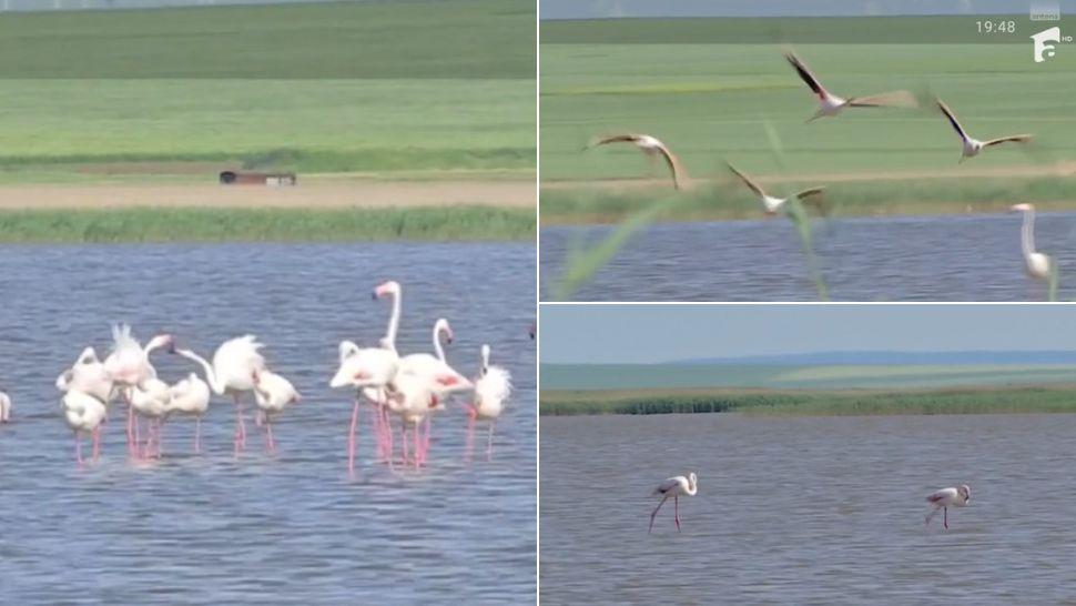 colaj păsări flamingo surprinse în delta dunării, păsări flamingo în zbor