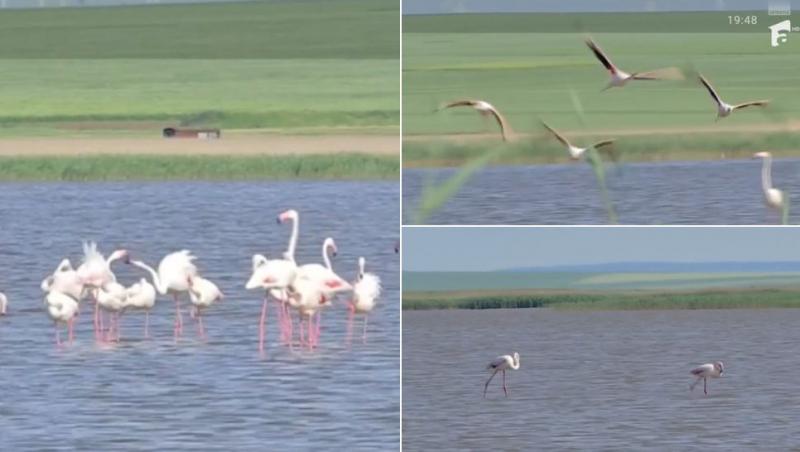 Păsările Flamingo au revenit în România