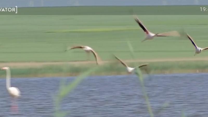 Păsările Flamingo au revenit în România. Unde s-a stabilit colonia de această dată. Spectacol inedit în țara noastră