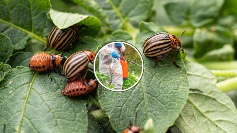 Cu ce se stropesc cartofii în luna Iunie pentru a te bucura de o recoltă bogată. Preparatele naturale care te scapă de dăunători