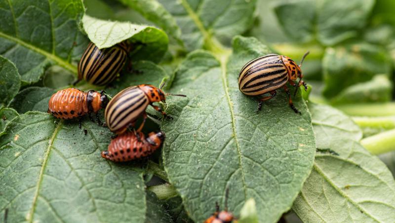 Cu ce se stropesc cartofii în luna Iunie pentru a te bucura de o recoltă bogată. Preparatele naturale care te scapă de dăunători