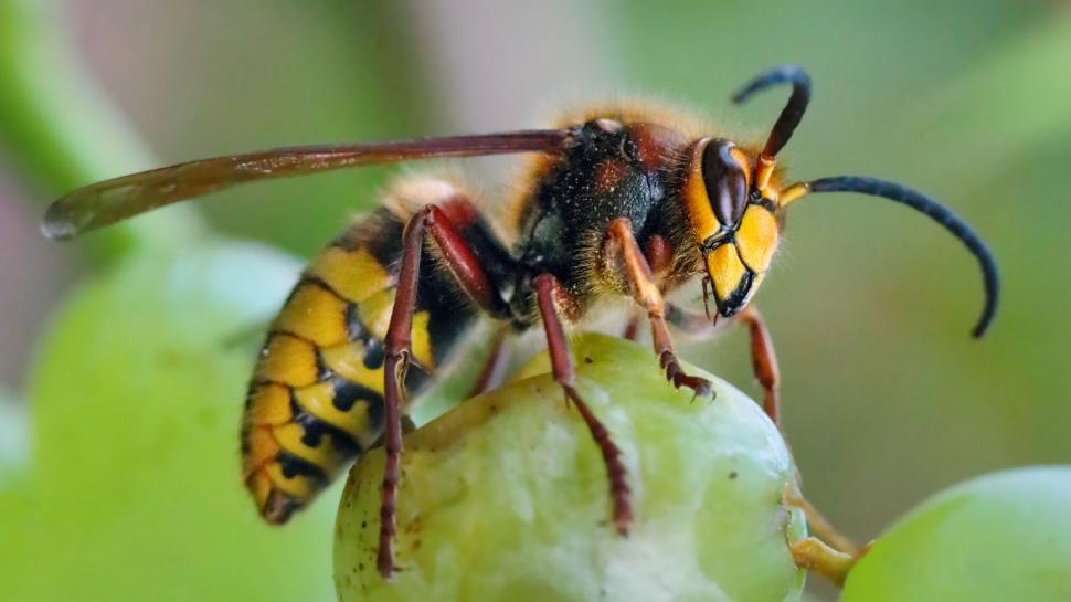 Cum să îți ferești curtea de viespi. Trucul este extrem de simplu și eficient