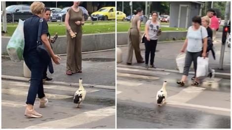 A ieșit cu rața la plimbare prin București! „Haide! Tu nu auzi?! Unde te duci?”