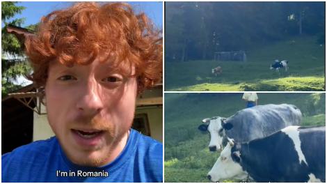 Cum a reacționat un turist venit în vacanță în România, când s-a trezit în mijlocul unei pajiști pline cu vaci: „Aceea e furioasă”