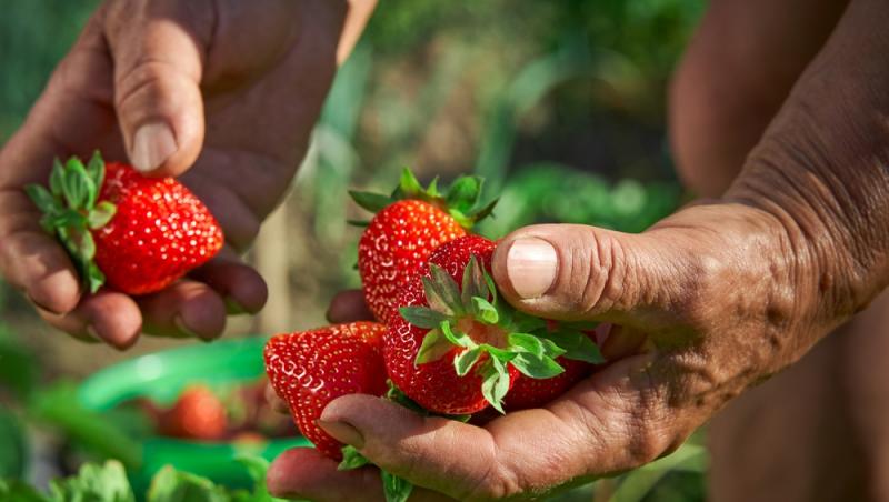 Rețete de deserturi cu căpșuni ideale pentru vară. Moduri diverse în care să le consumi pe caniculă