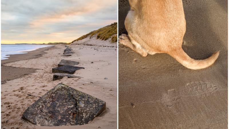 colaj foto cu plaja din Northumberland si coada unui caine care sta pe nisip