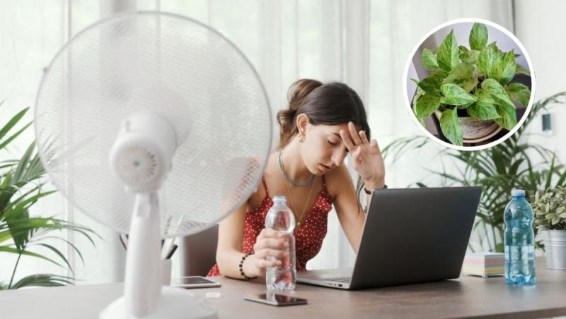colaj tânără care își ține capul în mâine la birou în fața laptopului și a unui ventilator și o plantă verde în ghiveci