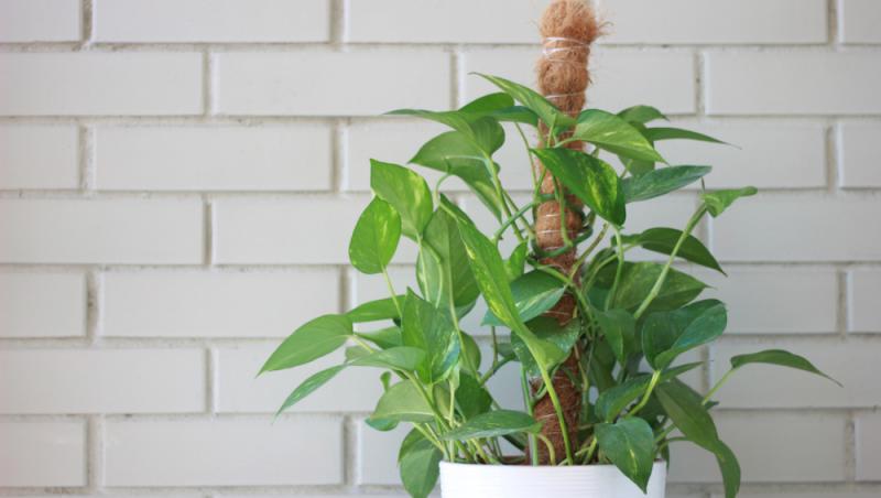 Planta care nu trebuie să lipsească din case pe timpul verii. Răcorește camerele imediat