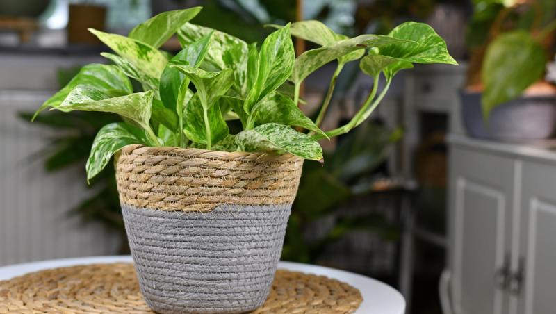 Planta care nu trebuie să lipsească din case pe timpul verii. Răcorește camerele imediat