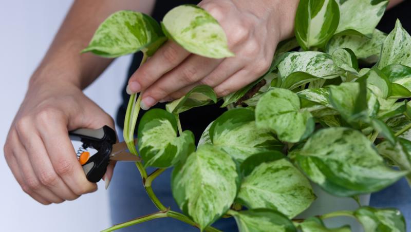 Planta care nu trebuie să lipsească din case pe timpul verii. Răcorește camerele imediat