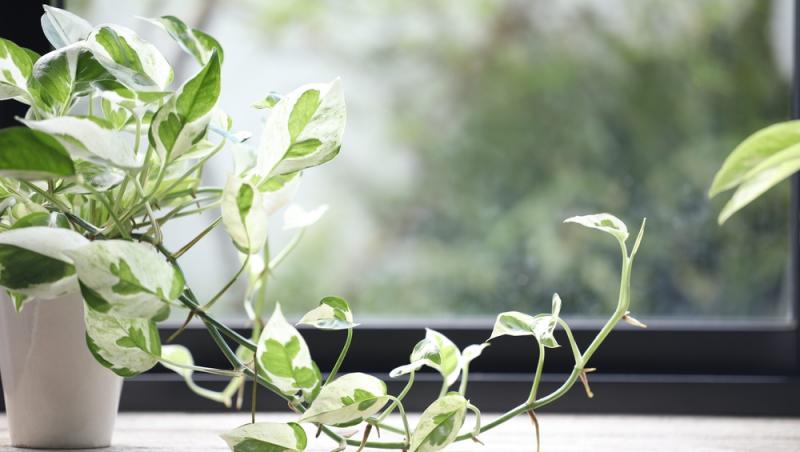 Planta care nu trebuie să lipsească din case pe timpul verii. Răcorește camerele imediat
